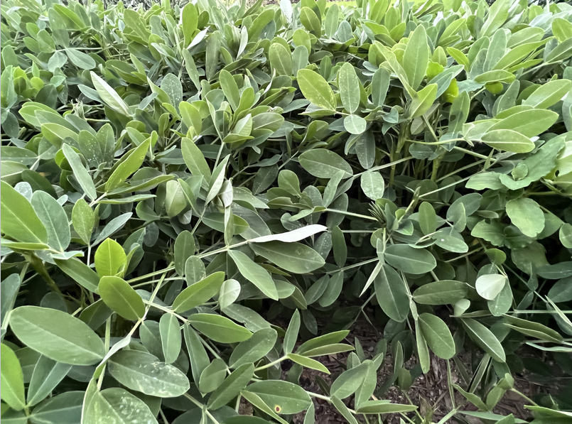 《黄淮海地区麦茬夏花生两段式机械化收获技术规程》团体标准公开征求意见