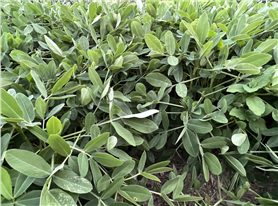 《黃淮海地區(qū)麥茬夏花生兩段式機械化收獲技術(shù)規(guī)程》團體標準公開征求意見