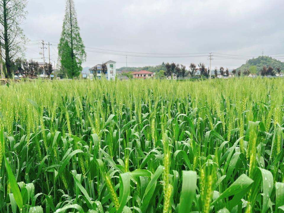 張柱在山東調(diào)研時強調(diào) 毫不放松抓好農(nóng)業(yè)生產(chǎn) 加快推進高水平農(nóng)業(yè)科技自立自強